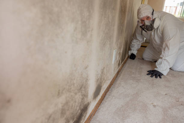 Best Basement Mold Removal  in Noroton, CT